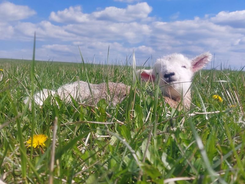 První letošní jehňátka jsou na světě-foto